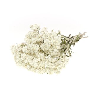 Dutch Dried Witte Anaphalis droogbloemen | Lengte ± 45 centimeter | Gewicht ± 100 gram