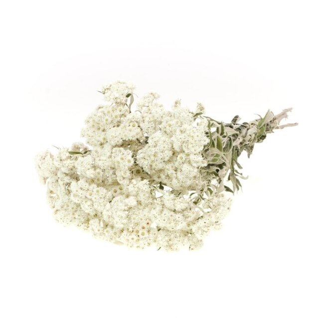 Anaphalis blanches fleurs séchées | Longueur ± 45 centimètres | Poids ± 100 grammes