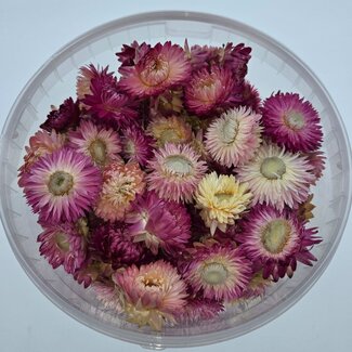 Dutch Dried Koppen Roze Helichrysum - Strobloemen | In hersluitbare emmer | Gewicht ± 100 gram
