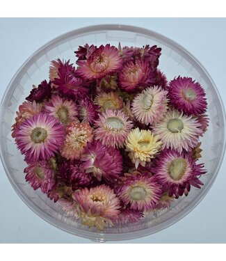 Dutch Dried Têtes Rose Helichrysum - Immortelles | Dans un seau refermable | Poids ± 100 grammes