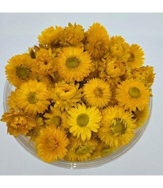 Dutch Dried Köpfe Gelbes Helichrysum - Strohblumen | In wiederverschließbarem Eimer | Gewicht ± 100 Gramm