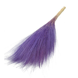 Dutch Dried Milka-paarse Barba de Bode droogbloemen | Lengte ± 55 centimeter | Gewicht ± 50 gram