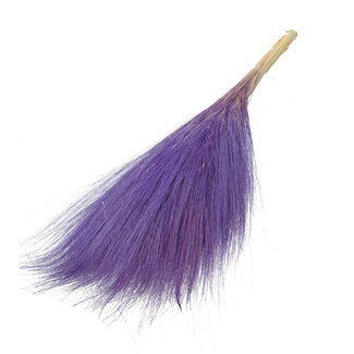 Dutch Dried Barba de Bode fleurs séchées violet Milka | Longueur ± 55 centimètres | Poids ± 50 grammes