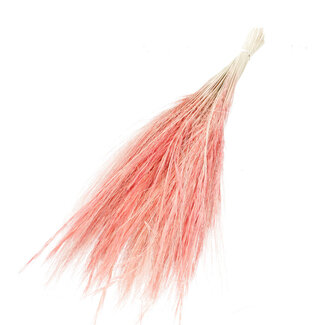 Dutch Dried Pink Barba de Bode dried flowers | Length ± 55 centimetres | Weight ± 50 grams