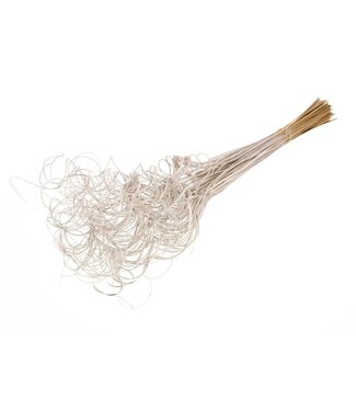 Dutch Dried Witte Curly Ting Ting droogbloemen | Lengte ± 60 centimeter | Gewicht ± 100 gram