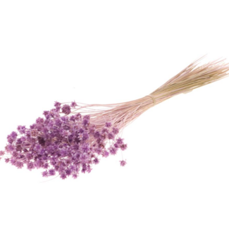 Dutch Dried Milka violettes Hill Flowers fleurs séchées | Longueur ± 45 centimètres | Poids ± 100 grammes