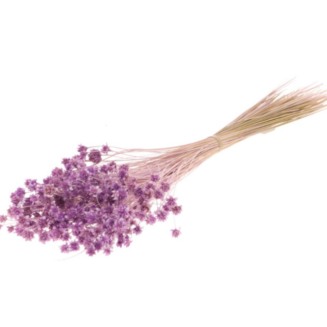 Milka lila Hill Flowers Trockenblumen | Länge ± 45 Zentimeter | Gewicht ± 100 Gramm