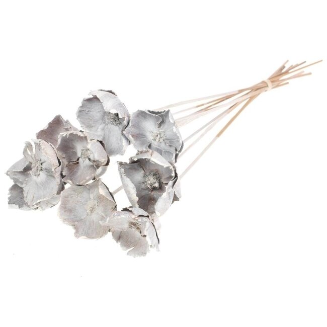 White Palm Cup dried flowers | Length ± 55 centimetres | Per 10 stems