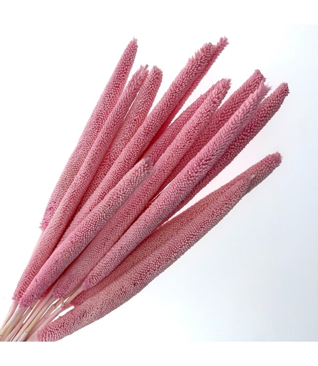 Light Pink Babala Dried Flowers | Length ± 65 centimetres | Per 15 stems