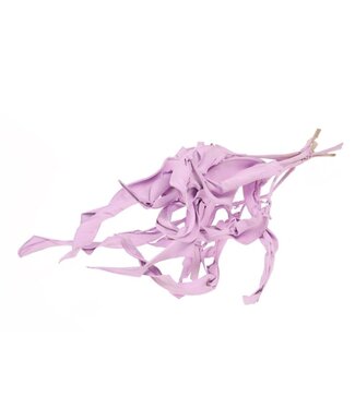 Dutch Dried Feuilles de Strelizia séchées violettes | Longueur ± 70 centimètres | Par 10 branches