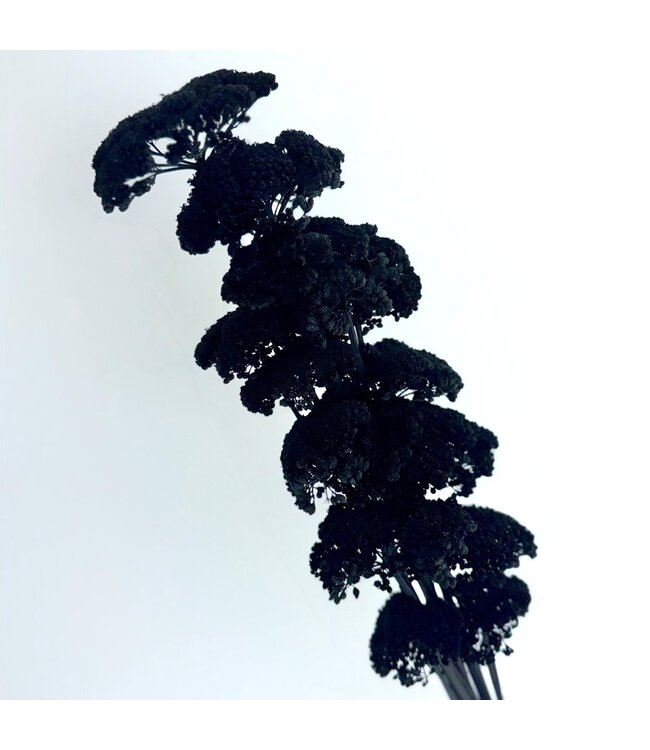 Achillea Filipendulina noire fleurs séchées | Longueur ± 65 centimètres | Poids ± 100 grammes