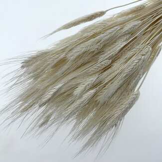 Casa Alegria Gebleichte Triticum - Weizen Trockenblumen | Länge ± 70 Zentimeter | Gewicht ± 175 Gramm