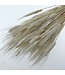 Gebleichter weißer Triticum - Weizen Trockenblumen | Länge ± 70 Zentimeter | Gewicht ± 175 Gramm