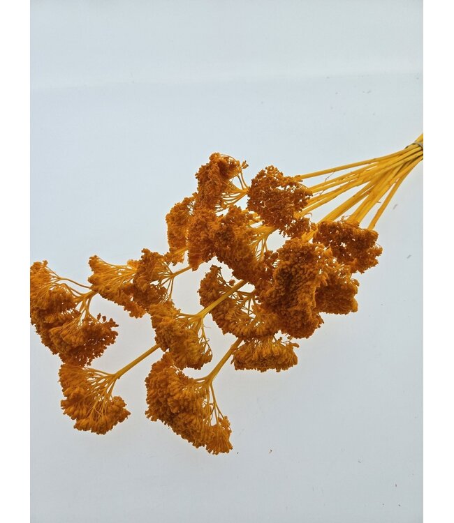 Achillea Filipendulina séchées blanchies à l'orange | Longueur ± 65 centimètres | Poids ± 100 grammes