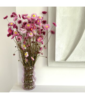 Dutch Dried Natural pink Acroclinium dried flowers | Length ± 45 centimetres | Weight ± 100 grams