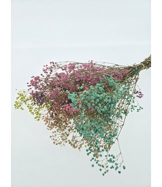 Casa Alegria Mélange fleuri de Gypsophila fleurs séchées | Gypsophile préservée | Longueur ± 65 centimètres | Par 100 grammes