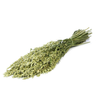 Dutch Dried Natürliche grüne Avena Hafer Trockenblumen | Länge ± 70 Zentimeter | Gewicht 150 Gramm