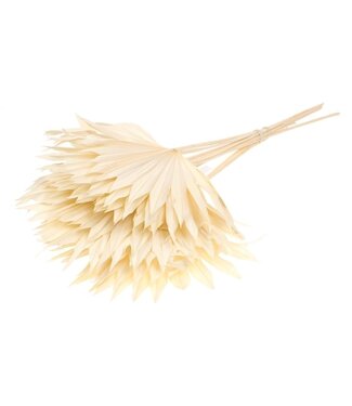 Dutch Dried Weiß gebleichtes Palmblatt Sun | Länge ± 50 Zentimeter | Pro 10 Zweige