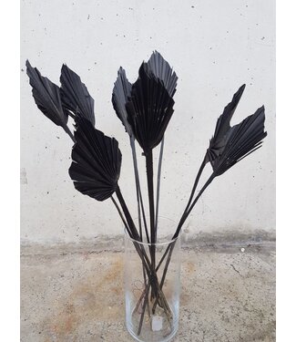 Dutch Dried Black Dried Palm Spear | Length ± 45 centimetres | Per 5 stems