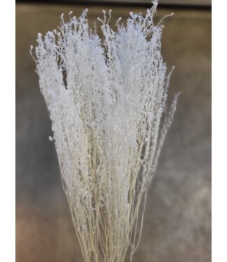 Dutch Dried Wit gebleekte Lepidium droogbloemen | Lengte ± 60 centimeter | Gewicht ± 75 gram