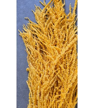 Casa Alegria Gele Amaranthus Caudatus - Hangamaranth | Gepreserveerde bloemen | Lengte ± 65 centimeter | Gewicht ± 180 gram
