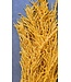 Gelbe Amaranthus Caudatus - Hängeamaranth | Konservierte Blumen | Länge ± 65 Zentimeter | Gewicht ± 180 Gramm
