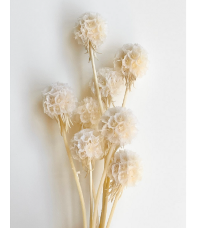 White bleached Scabiosa dried flowers | Length ± 30 centimetres | Per 10 scabiosas