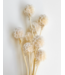 White bleached Scabiosa dried flowers | Length ± 30 centimetres | Per 10 scabiosas