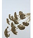 Achillea Filipendulina séchées dorées | Longueur ± 65 centimètres | Poids ± 100 grammes