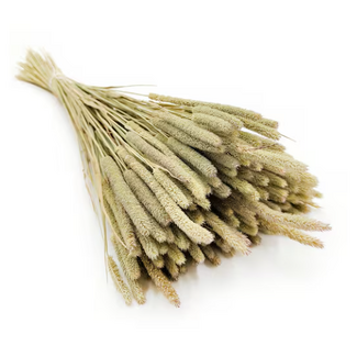 Casa Alegria Naturel groene Phleum droogbloemen | Lengte ± 60 centimeter | Gewicht ± 100 gram