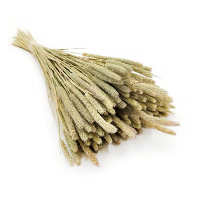 Natural green Phleum dried flowers | Length ± 60 centimetres | Weight ± 100 grams