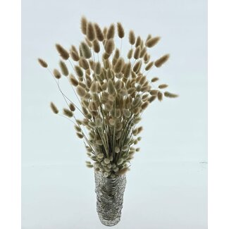 Dutch Dried Naturelle Lagurus Ovatus droogbloemen | Lengte ± 65 centimeter | Gewicht ± 100 gram | Uit Nederland