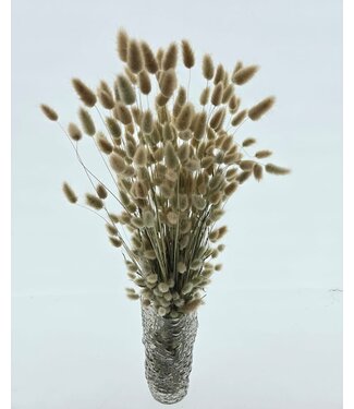 Dutch Dried Naturelle Lagurus Ovatus droogbloemen | Lengte ± 65 centimeter | Gewicht ± 100 gram | Uit Nederland