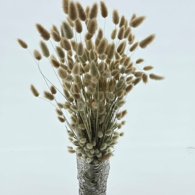 Lagurus Ovatus séchées naturelles | Longueur ± 65 centimètres | Poids ± 100 grammes | Origine Pays-Bas
