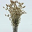 Naturelle Lagurus Ovatus droogbloemen | Lengte ± 65 centimeter | Gewicht ± 100 gram | Uit Nederland