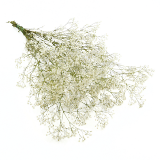 Dutch Dried Natural White Gypsophila Dried Flowers | Dried Baby's Breath | Length ± 65 centimetres | Per 5 stems