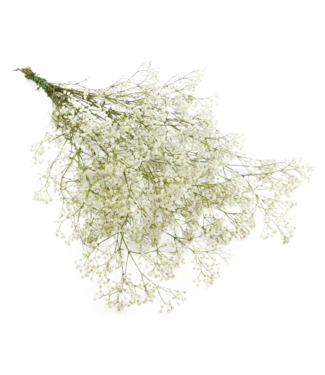 Dutch Dried Natürliche weiße Gypsophila Trockenblumen | Getrocknetes Schleierkraut | Länge ± 65 Zentimeter | Pro 5 Zweige