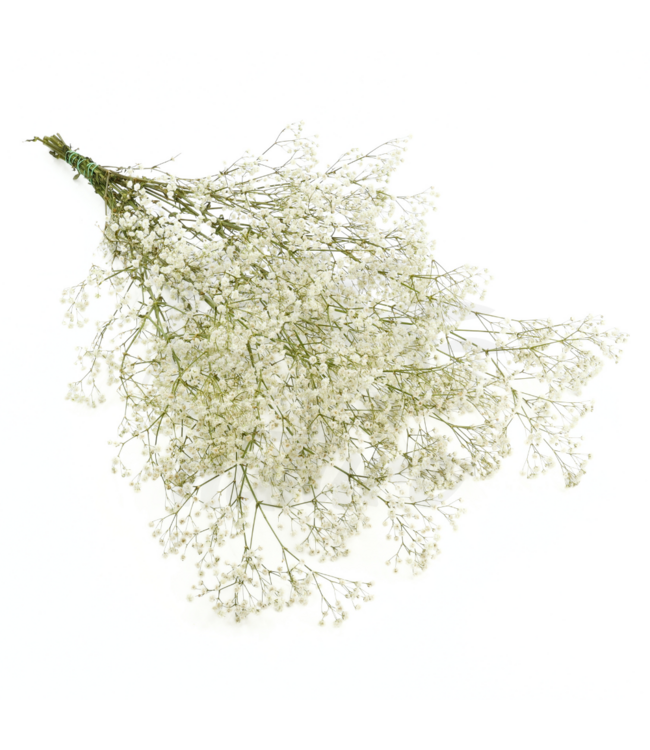 Gypsophile blanche naturelle séchée | Gypsophile séchée | Longueur ± 65 centimètres | Par 5 branches