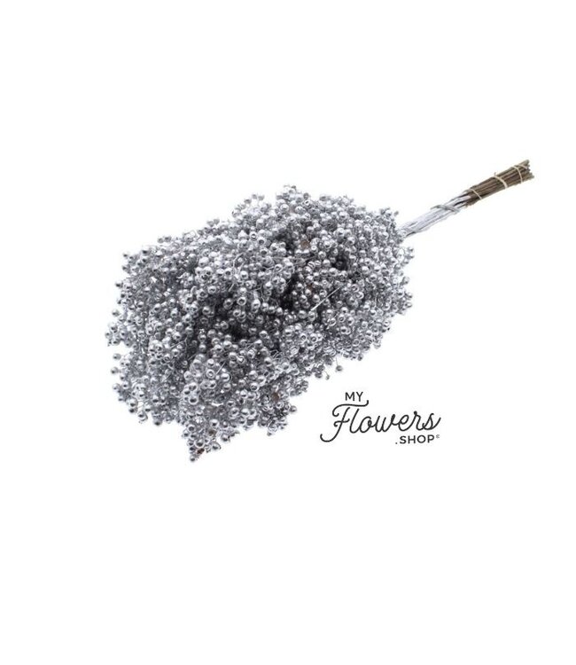 Silver-Coloured Schinus - Pepper Berries Dried Decoration | Length ± 35 centimetres | Weight ± 150 grams