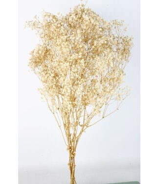 Casa Alegria Weiße Gypsophila Trockenblumen | Konserviertes Schleierkraut | Länge ± 65 Zentimeter | Pro 100 Gramm