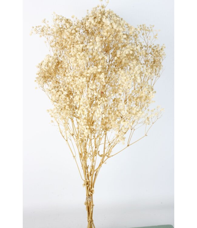 White Gypsophila dried flowers | Preserved Baby's Breath | Length ± 65 centimetres | Per 100 grams