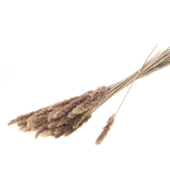 Natural brown dried Fluffy Pampas plumes | Length ± 70 centimetres | Per 20 stems