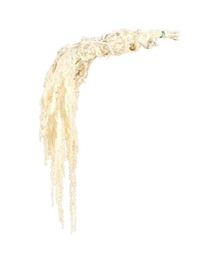 Casa Alegria White Bleached Amaranthus Caudatus - Hanging Amaranth | Preserved flowers | Length ± 65 centimetres | Weight ± 180 grams