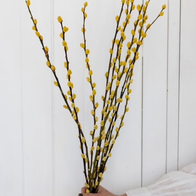 Chatons de saule jaune | | Longueur ± 70 centimètres | Par 10 branches