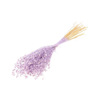 Dutch Dried Lilac Misty Linum - Flax dried flowers | Length ± 55 centimetres | Weight ± 150 grams