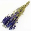 Delphinium bleu naturel - Fleurs séchées Pied d'alouette | Longueur ± 70 centimètres | Poids ± 100 grammes