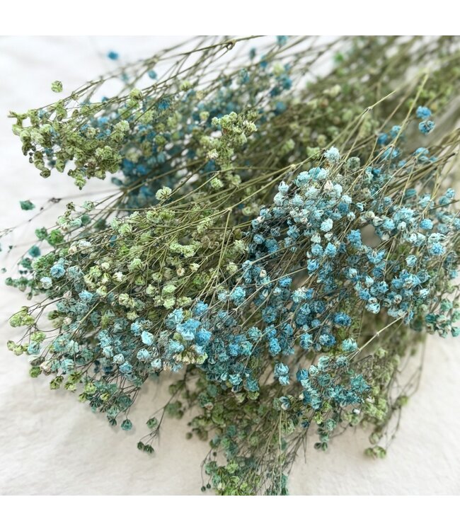 Gypsophile séchée bleu aqua-vert | Gypsophile séchée | Longueur ± 65 centimètres | Par 5 branches