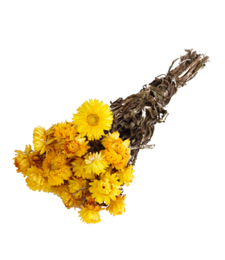 Dutch Dried Gele Helichrysum - Strobloem droogbloemen| Lengte ± 55 centimeter | Gewicht ± 75 gram