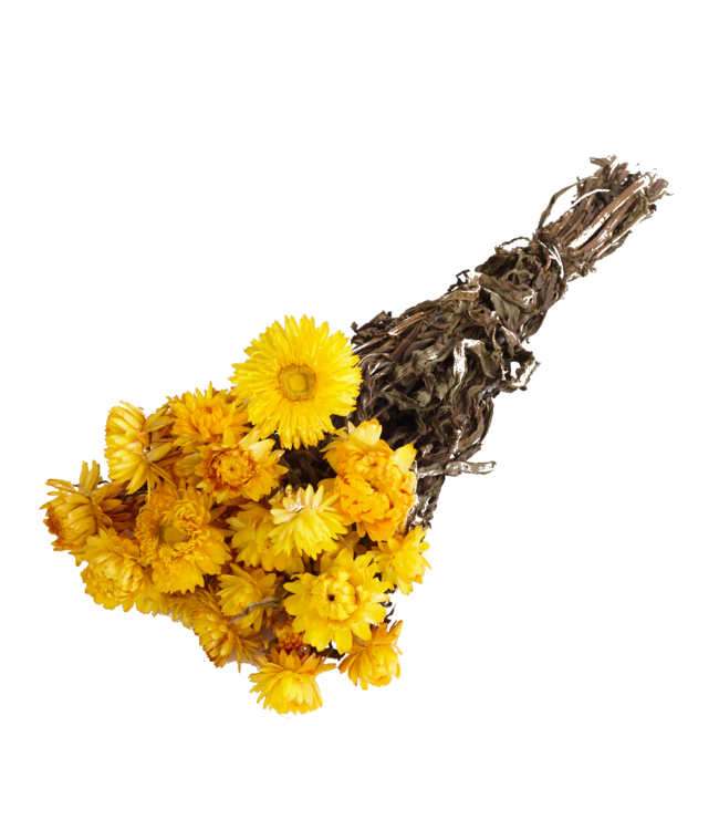 Hélichryse jaune - Immortelle fleurs séchées | Longueur ± 55 centimètres | Poids ± 75 grammes