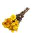 Hélichryse jaune - Immortelle fleurs séchées | Longueur ± 55 centimètres | Poids ± 75 grammes